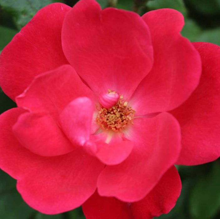 Red Knockout | Shrub Tree Rose(Radrazz)