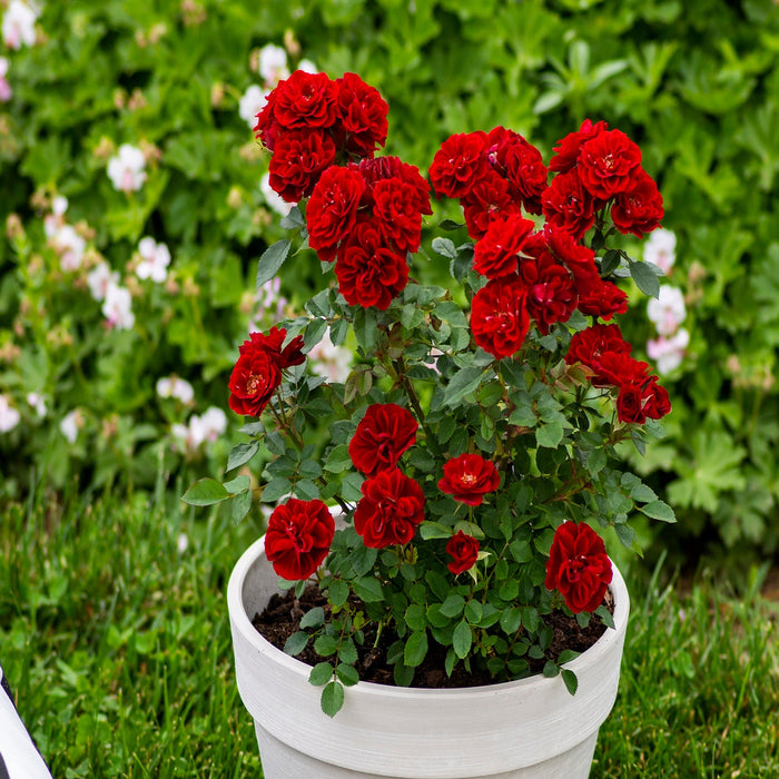 miniature rose plant indoor or outdoor Red Sunblaze