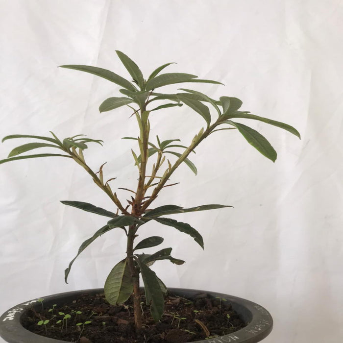Rhododendron Arboreum