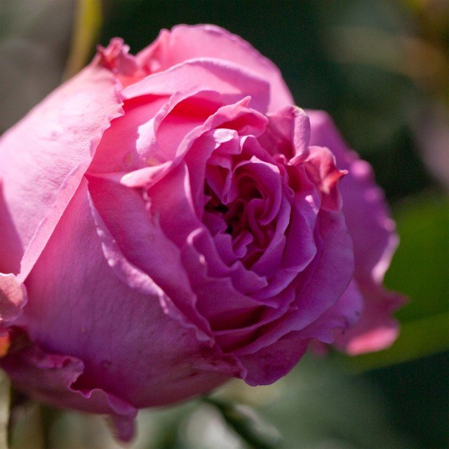Auguste Renoir | Hybrid Tea Rose