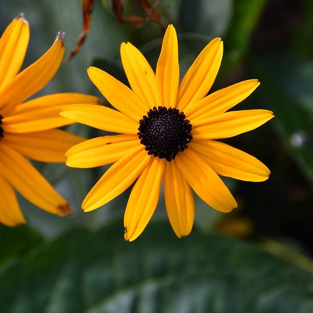 Rudbeckia Rhizome