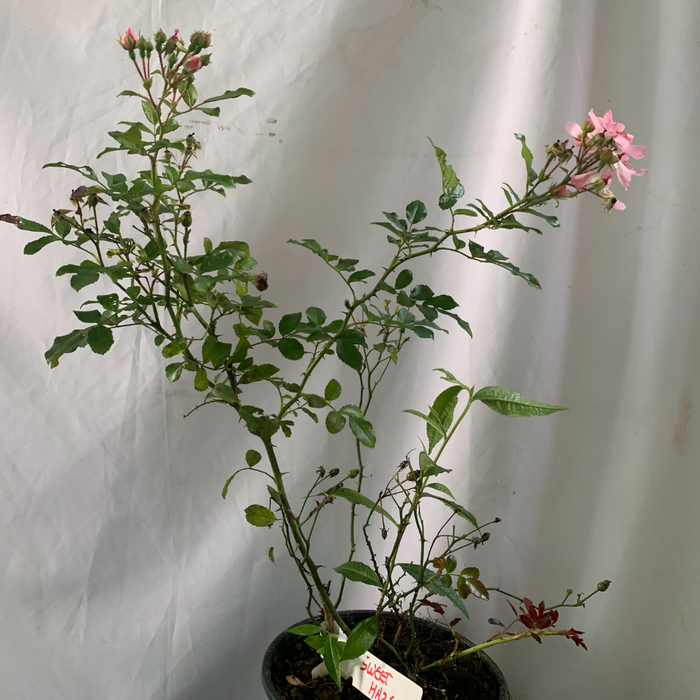 Sweet Haze | Groundcover Rose