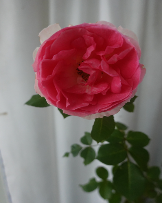 Joachim du Bellay ® Rose I Floribunda Rose