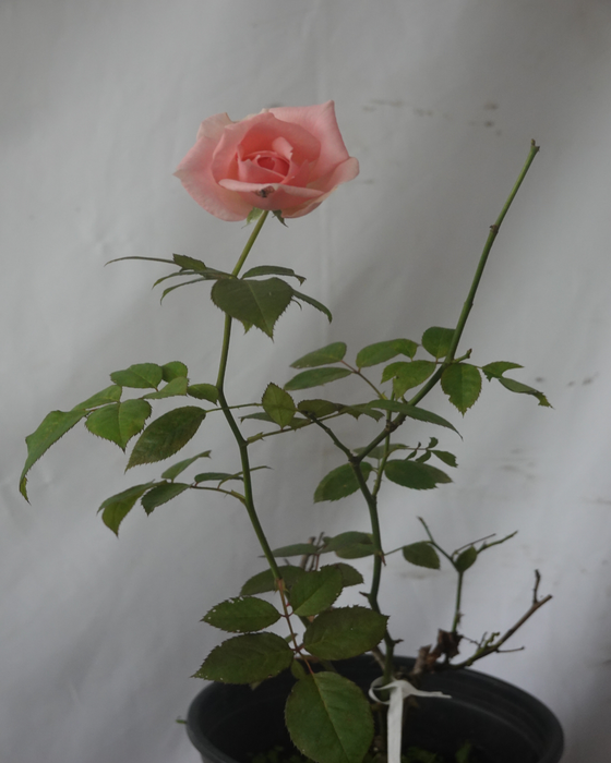 Charles aznavour Rose | Floribunda Rose