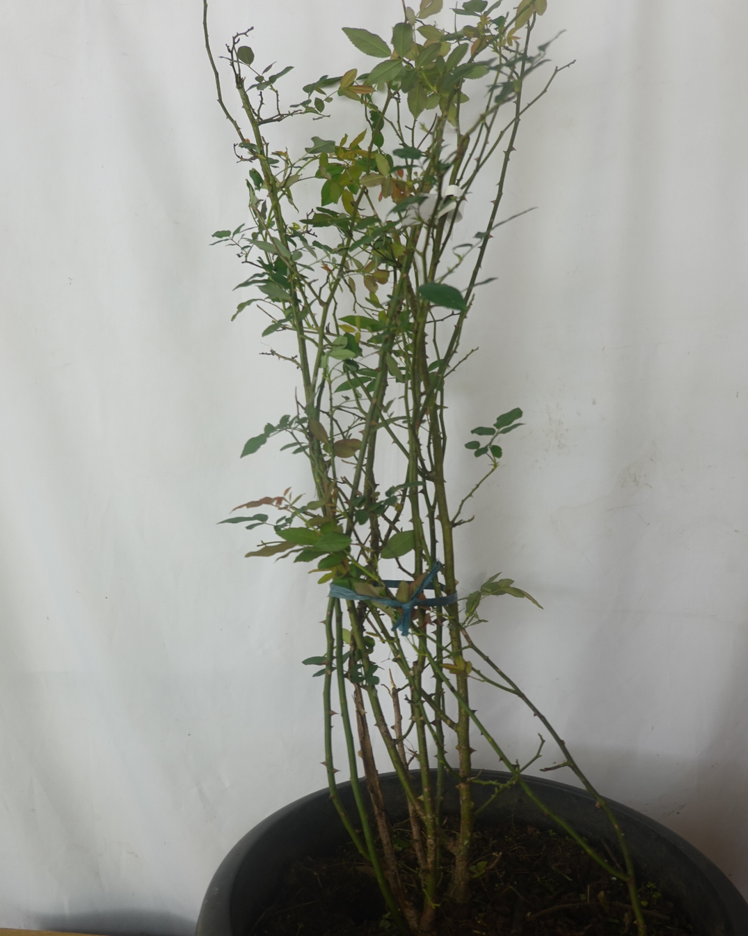 Open Arms Climbing Rose — Mainaam Garden