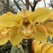 Sippy-Cymbium-Orchid---Buy-Cymbidium-Orchid---Mainaam-Garden