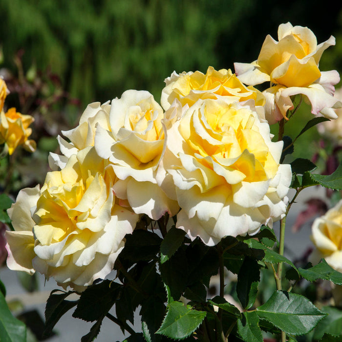 Sunny Sky Rose | Shrub Rose