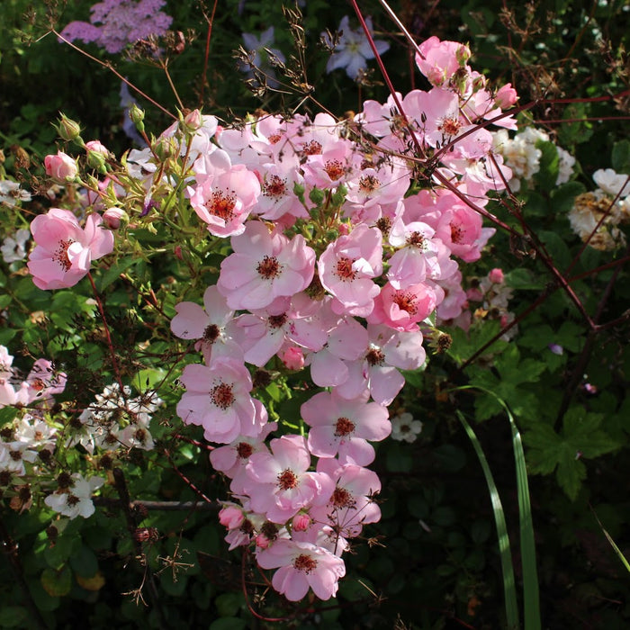 Sweet Haze | Groundcover Rose