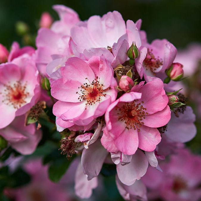 Sweet Haze | Groundcover Rose