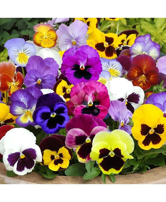 Pansy Seeds Swiss Giant Mix