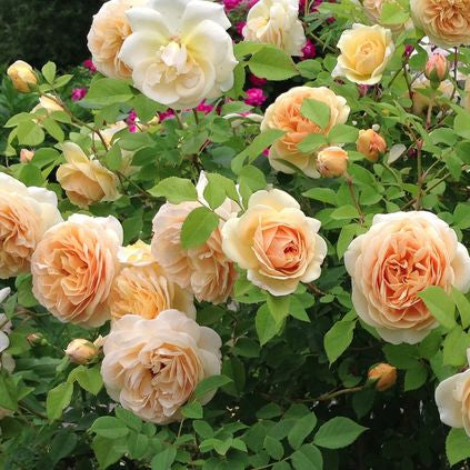 A cluster of climbing roses with yellow and pale yellow petals, green leaves, and rose hips in the background.