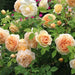 A cluster of climbing roses with yellow and pale yellow petals, green leaves, and rose hips in the background.