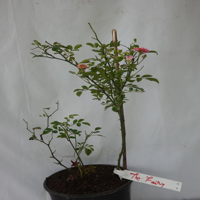 The Fairy Rose | Miniature Rose