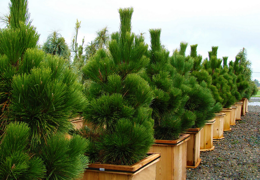 Pinus Thunbergii (Black Pine, Japanese Black Pine)
