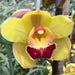 Tracy-Reddaway-Cymbidium-Orchid-Mainaam-Garden