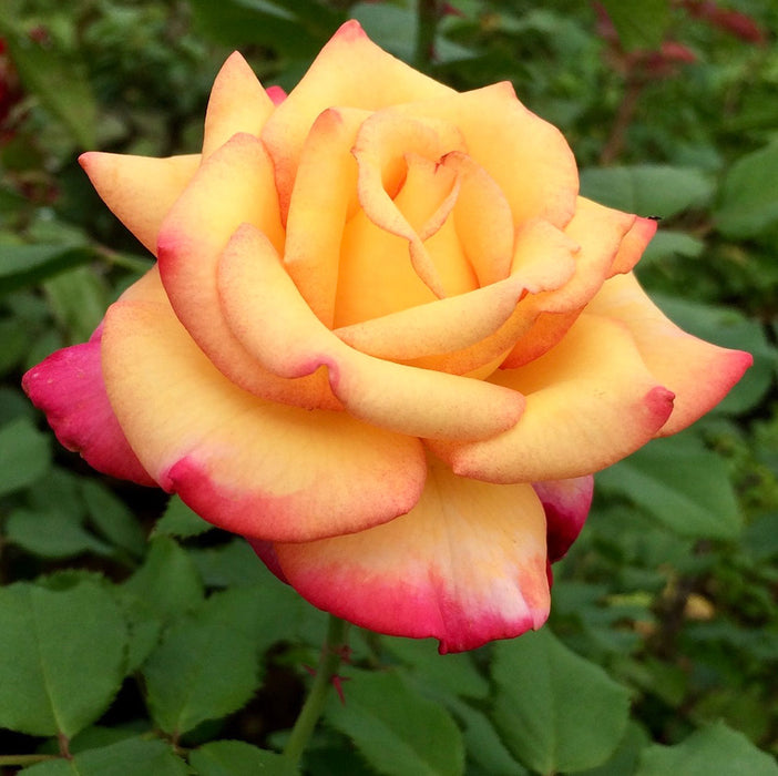 Dream Come True Rose | Grandiflora