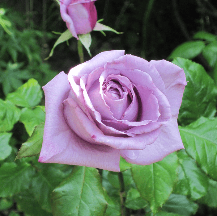 The Scotsman Rose | Hybrid Tea Rose