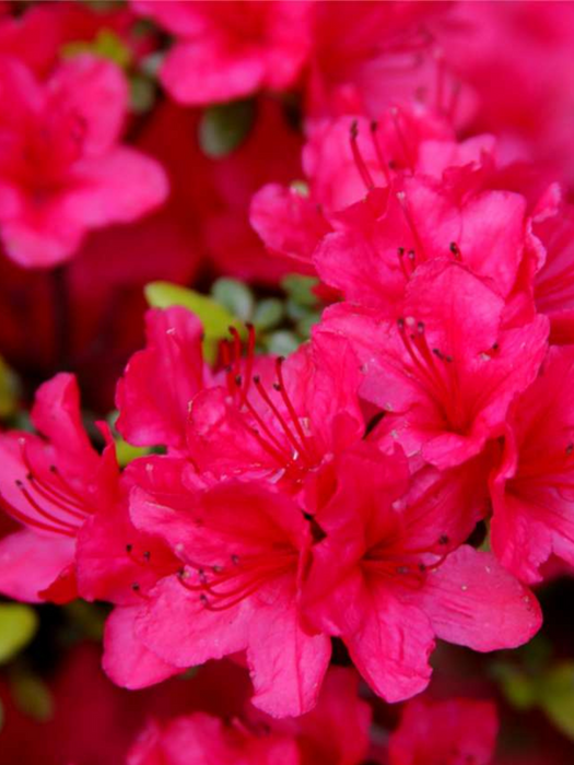Ruby Glow Azalea