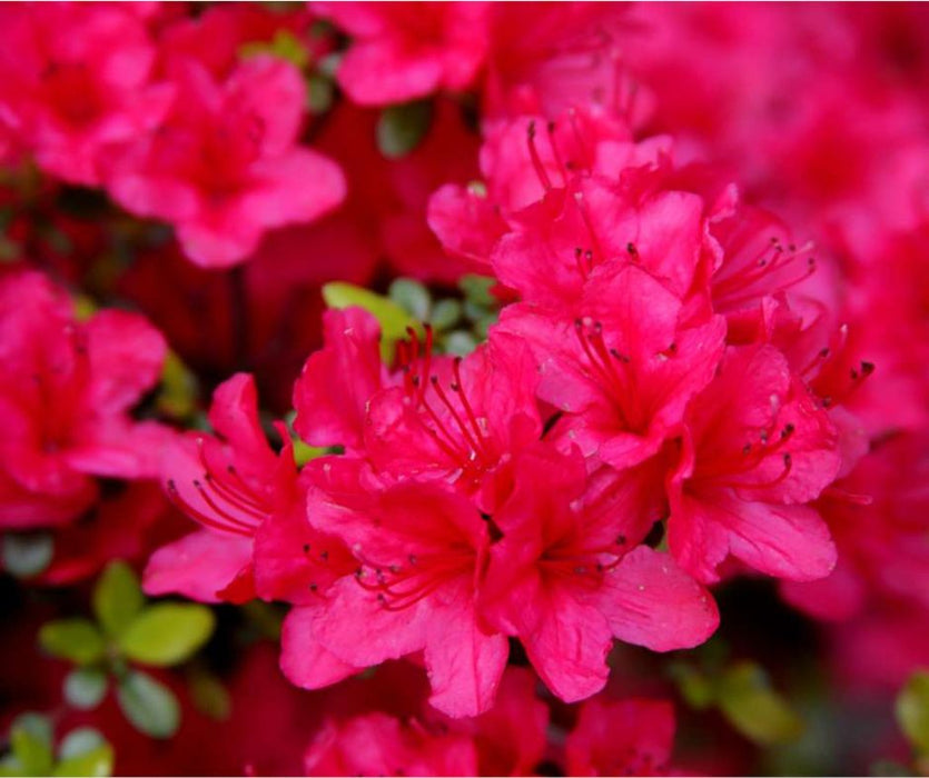 Ruby Glow Azalea