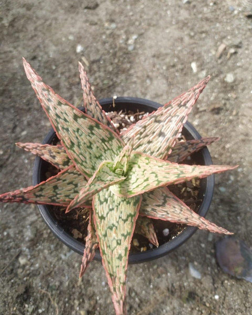 Aloe Pink Blush - Mainaam Garden