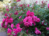 Lovely Fairy Rose - Mainaam Garden