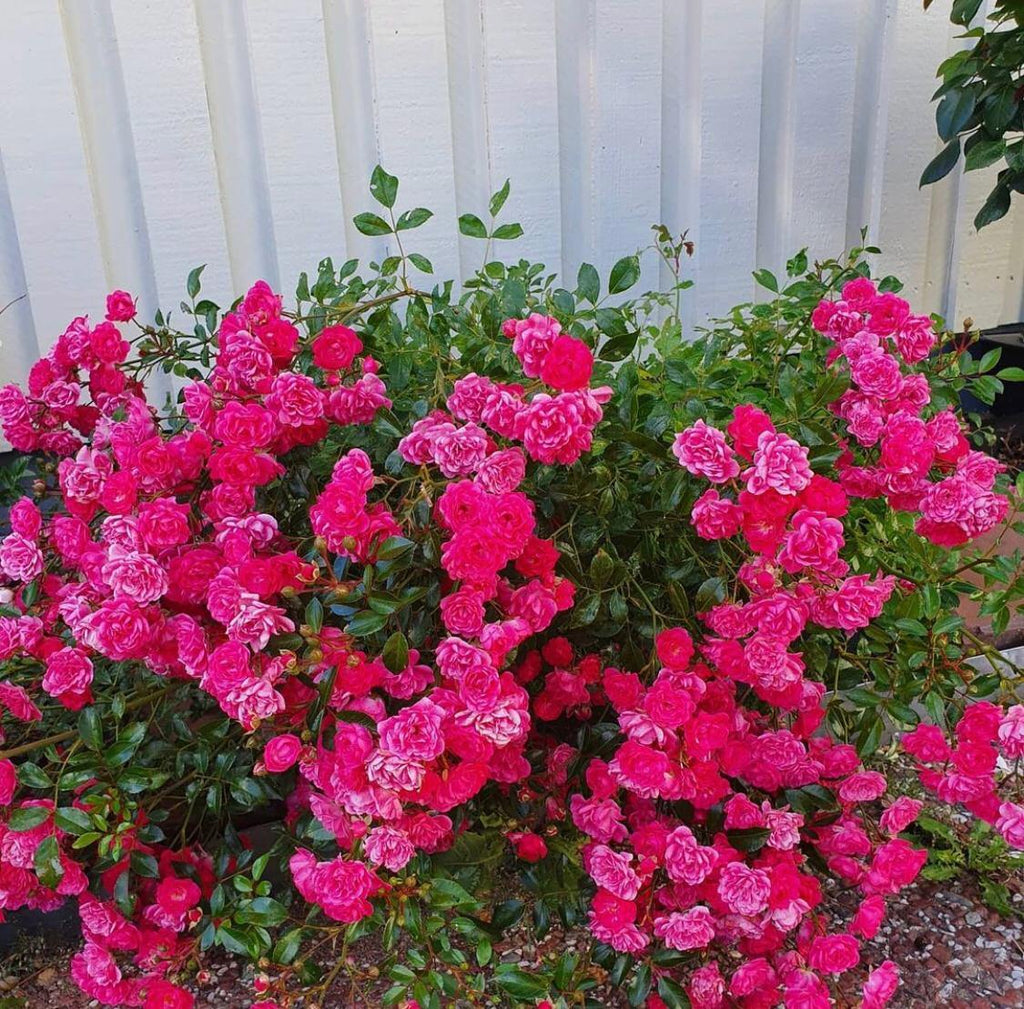 Shrub Roses — Mainaam Garden