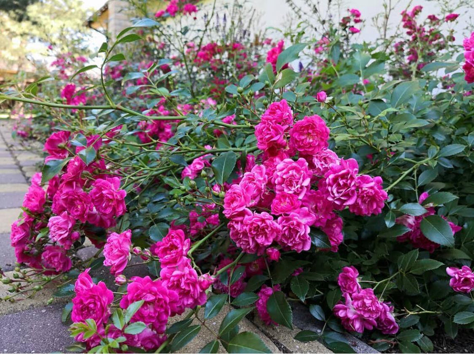 Lovely Fairy Rose - Mainaam Garden