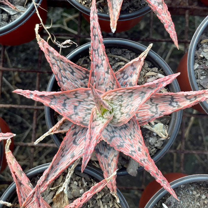 Aloe Pink Blush(Aloe Rauhii)