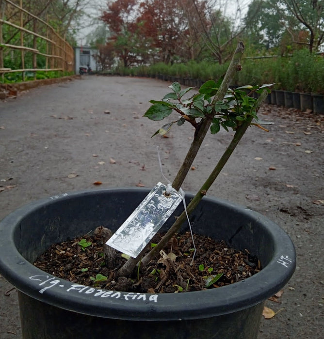 Florentina | Climbing Rose