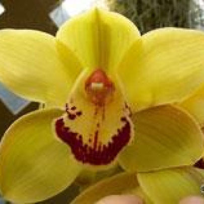 Yellow River Stezzi Cymbidium Orchid (Mature)