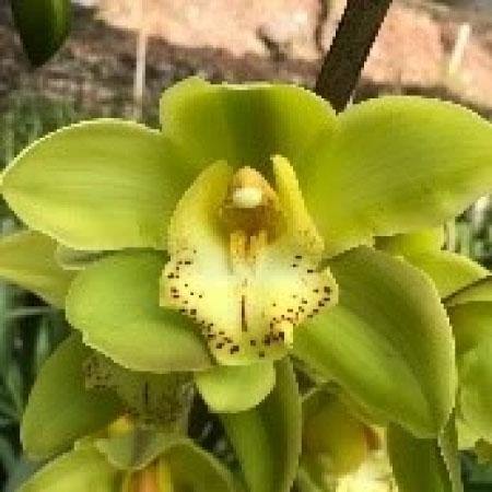 Yellow River Tara Cymbidium Orchid For Sale India