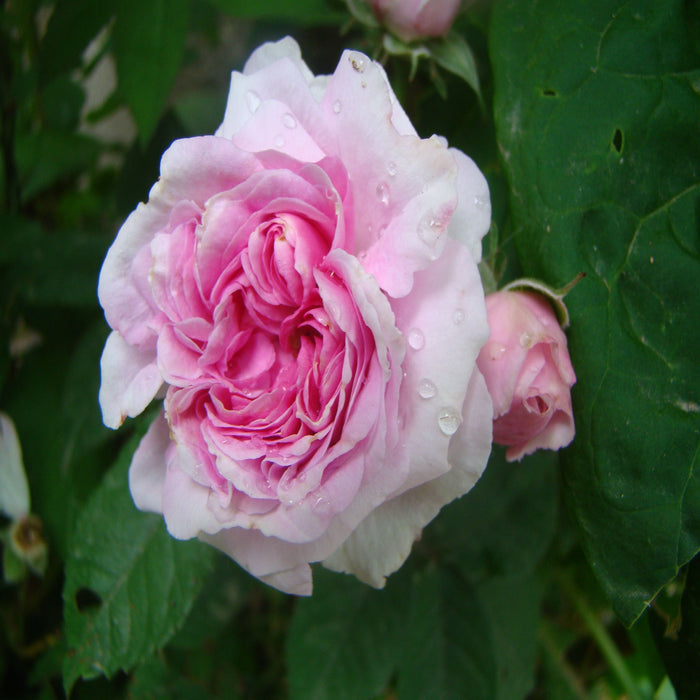 Joachim du Bellay ® Rose I Floribunda Rose