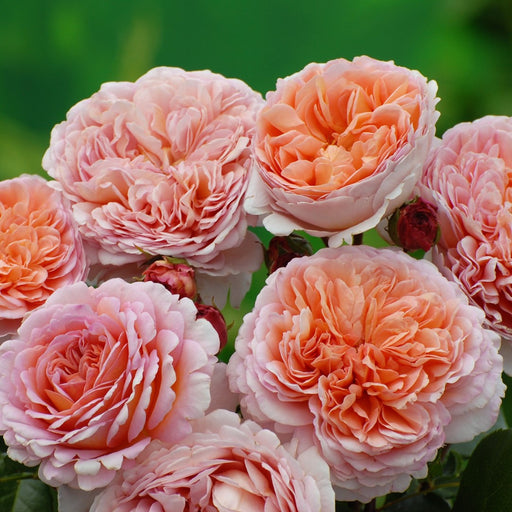 abraham-darby-rose-mainaam-garden