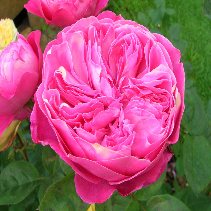 Accademia Rose| Hybrid Tea