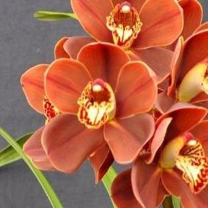 Apache Flame Cymbidium Orchid (Flask)