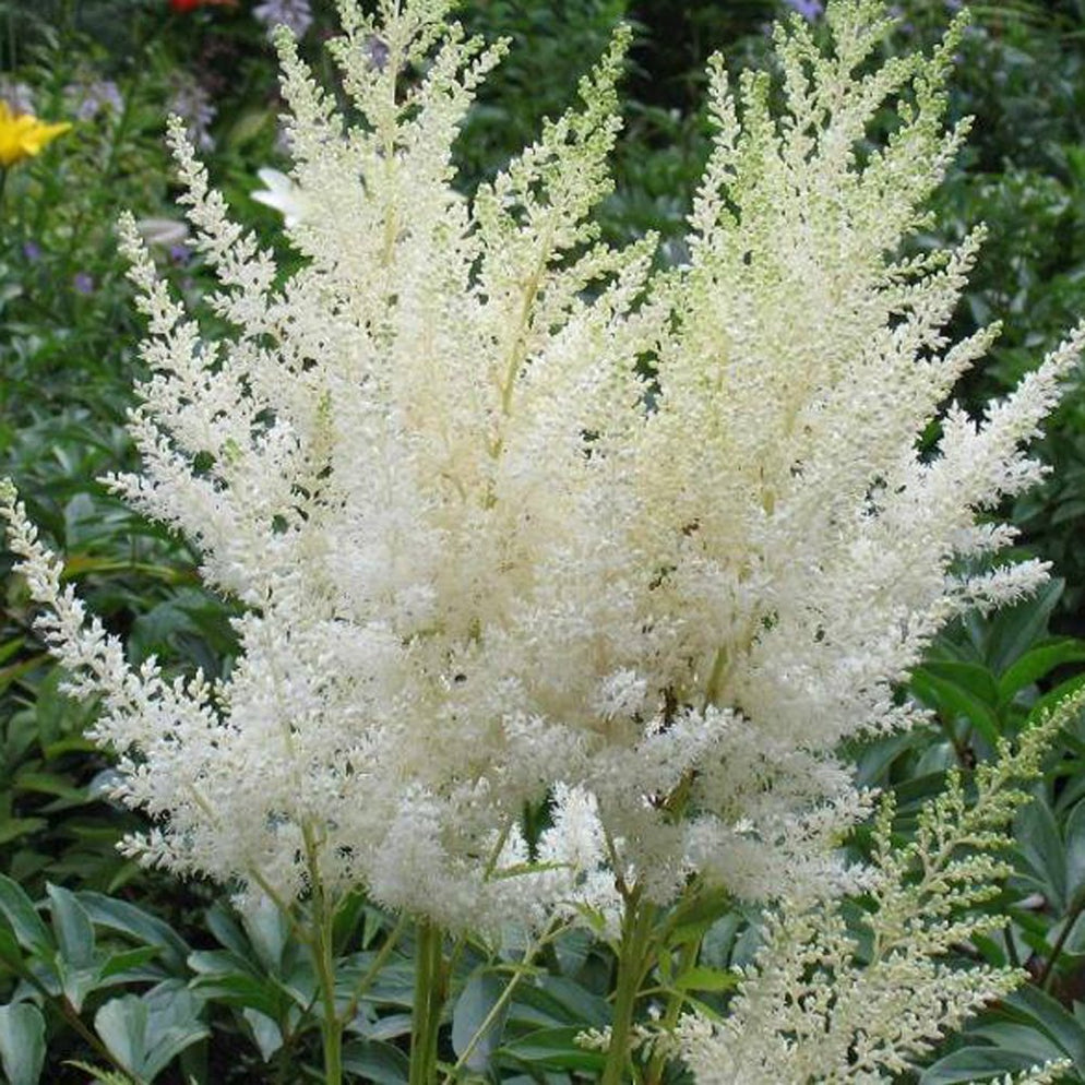 Astilbe Mix — Mainaam Garden