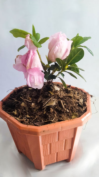 Pink Tip Azalea