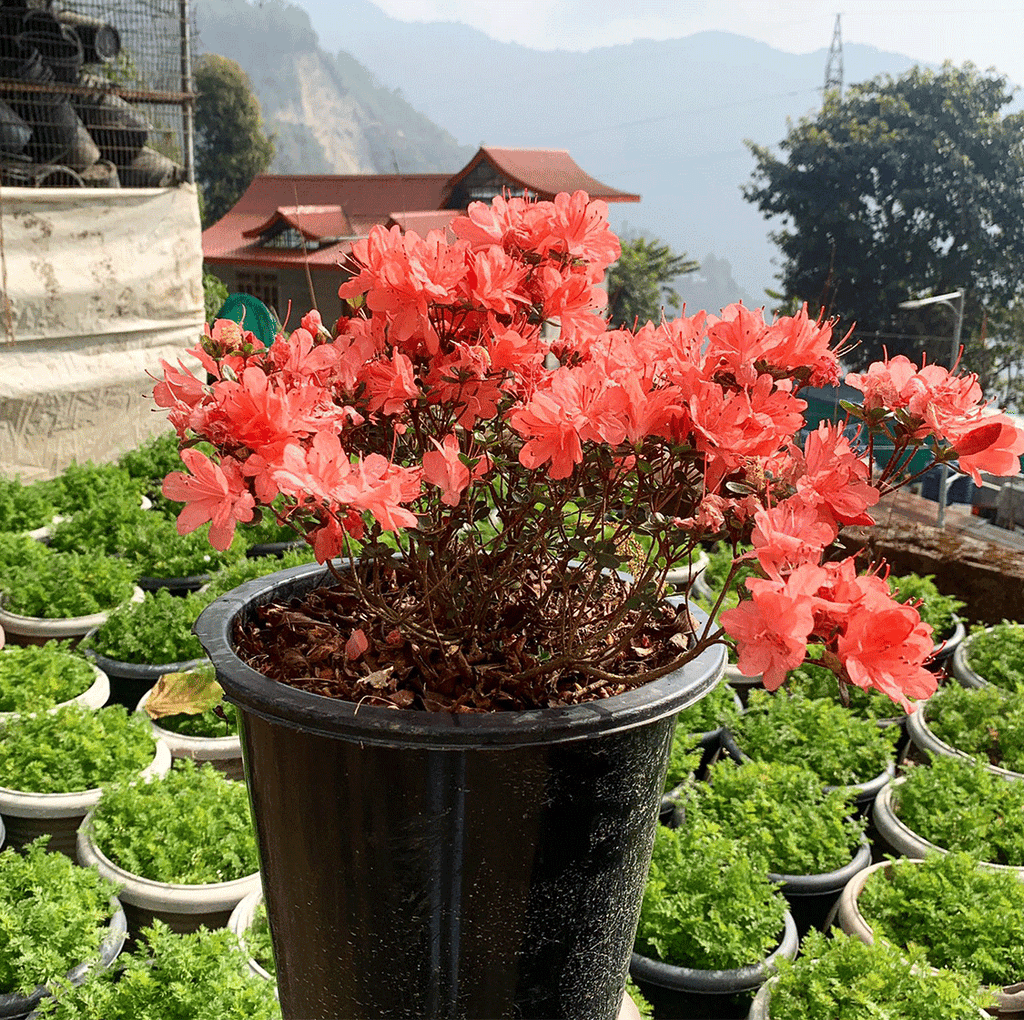 Azalea japonica deals red