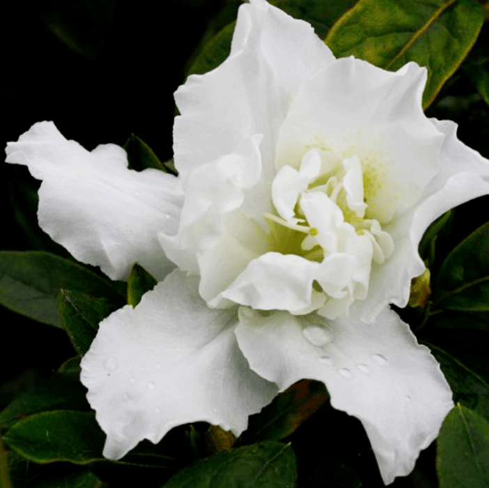 Madonna Azalea