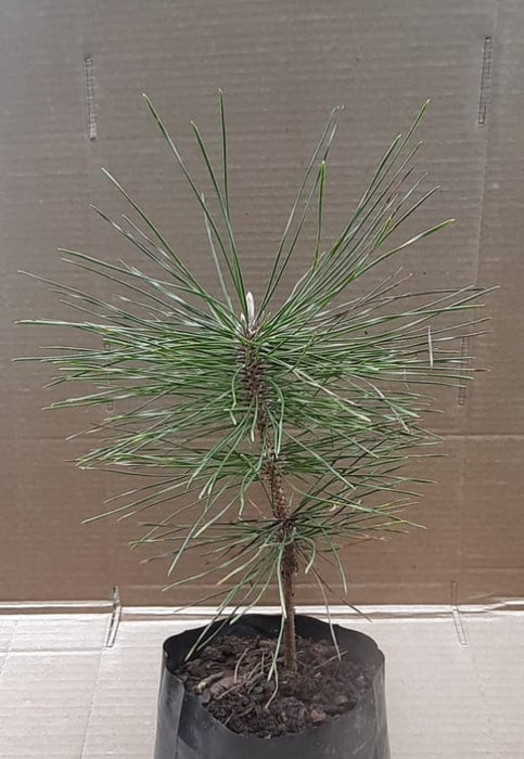 Pinus Thunbergii (Black Pine, Japanese Black Pine)