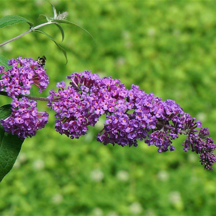 Buddleja_davidii - mainaam garden