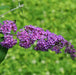 Buddleja_davidii - mainaam garden