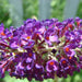 Buddleja_davidii - mainaam garden