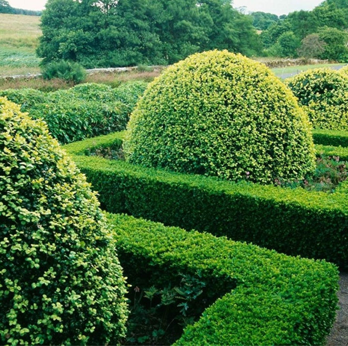 Boxsud Tree Formal Boxwood Trees Best Boxwoods For Every Landscape And Climate