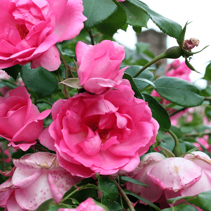 Centenaire de Lourdes Rose  | Floribunda Rose