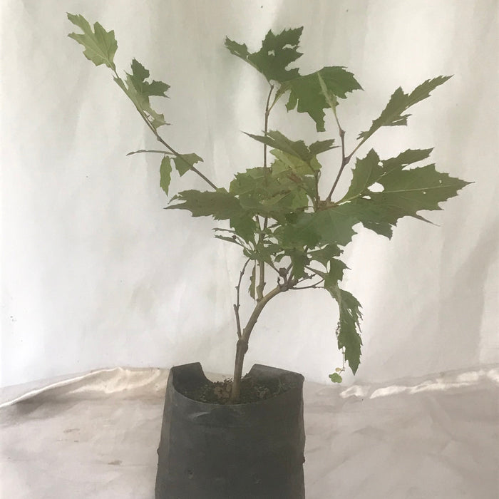 Platanus Orientalis (Chinar)|Tree plants