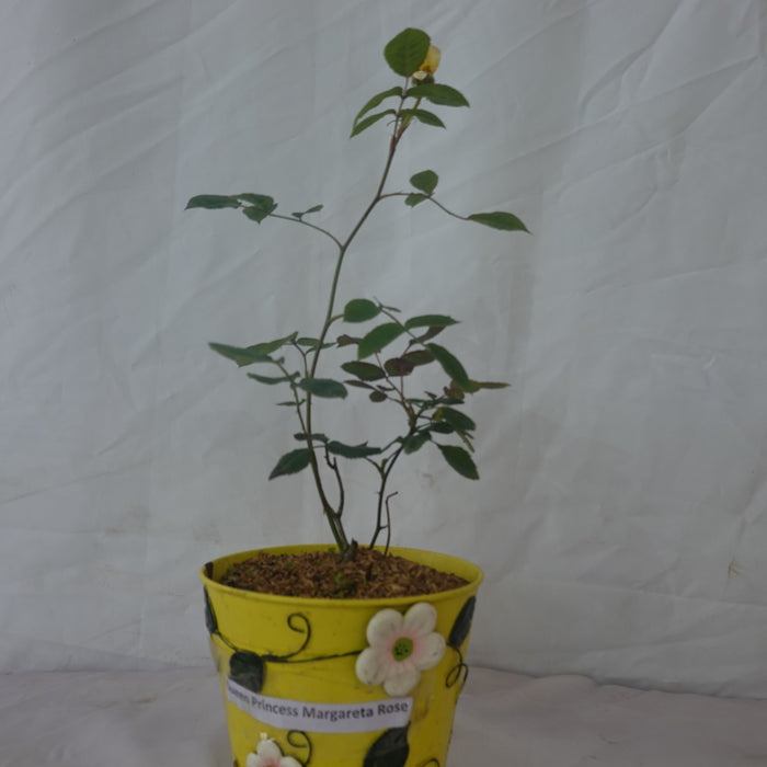 Crown Princess Margareta Rose |  Climbing Rose