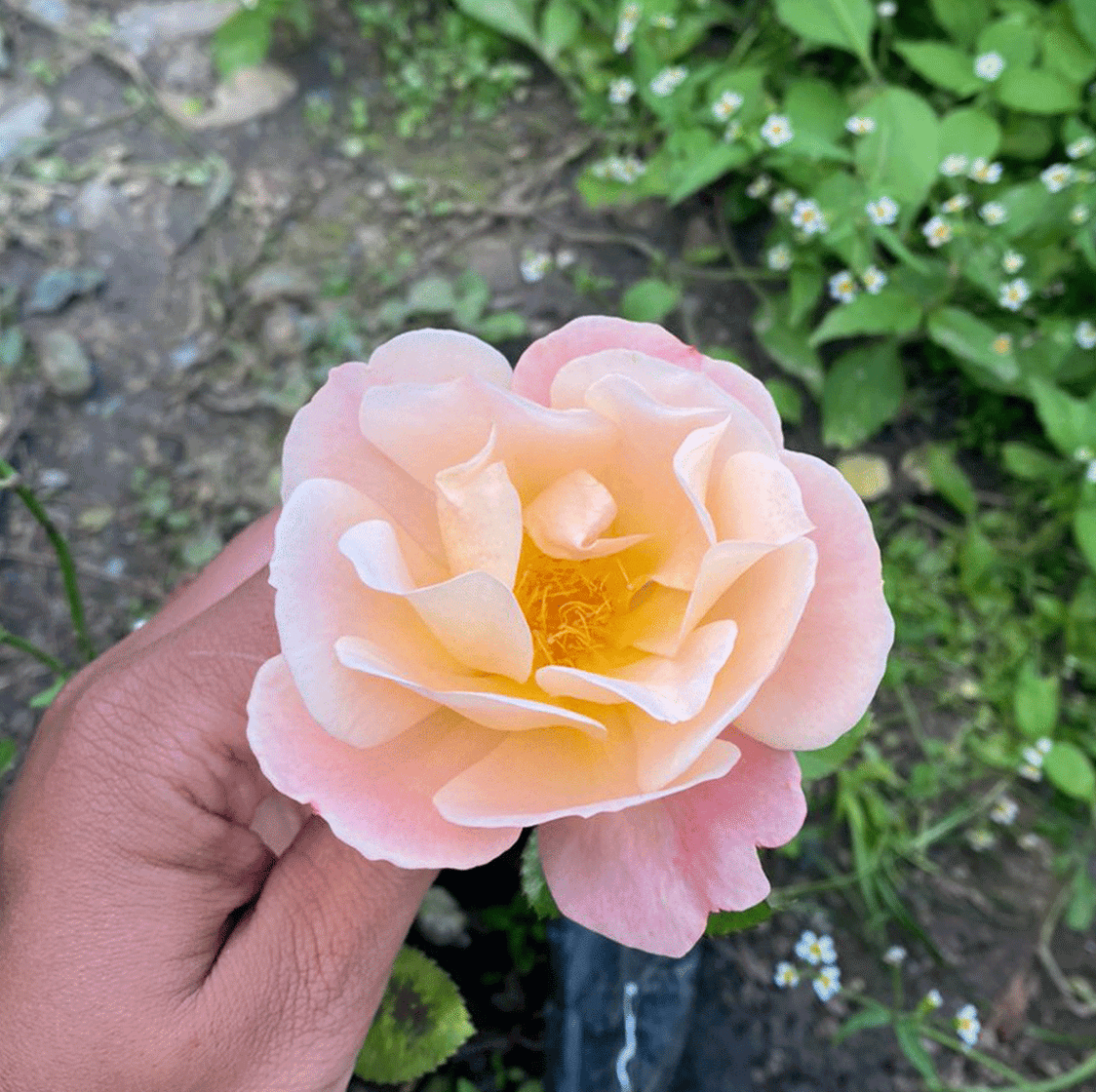 Cubana Rose | Shrub — Mainaam Garden