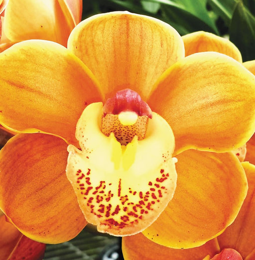 Drouin Masterpiece Cymbidium Orchid For Sale Online in India From Mainaam Garden