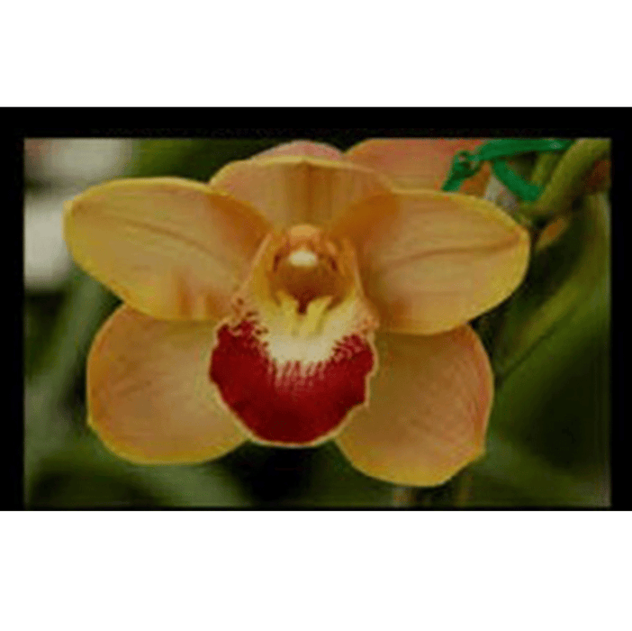 Cymbidium Harbour City "Flasher" Orchid  (Mature)